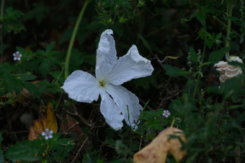 Lagenaria siceraria observed 2026-09-19