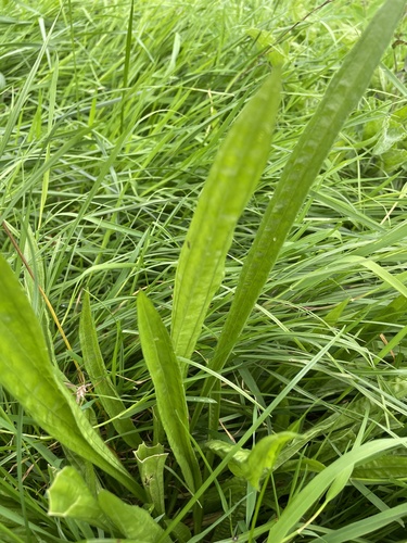 ribwort plantain