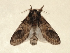 Notodonta tritophus