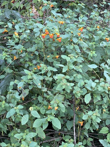 common jewelweed