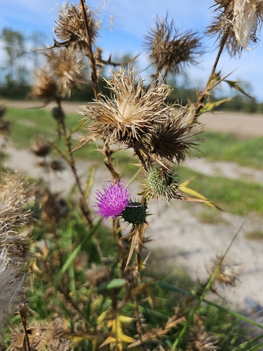 Bull Thistle