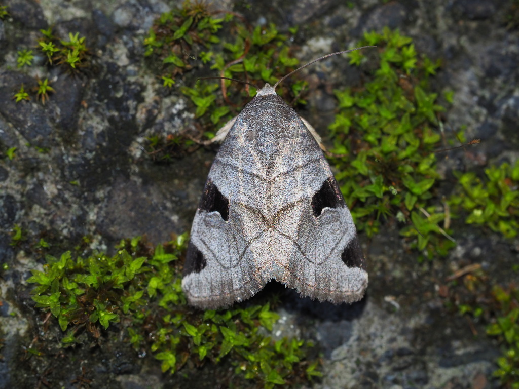 Brevipecten consanguis