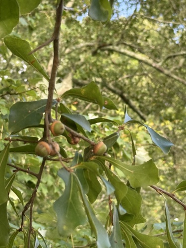 Quercus nigra, photograph 3