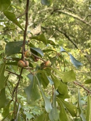 Quercus nigra, photograph (c) Brandon Corder, some rights reserved (CC BY)