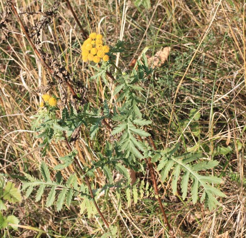 tansy
