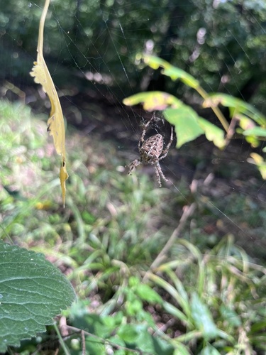 Cross Orbweaver