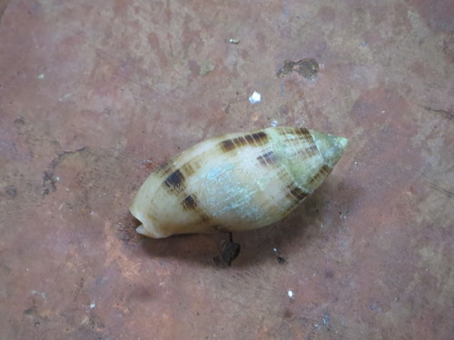 Pterygia nucea observed 2020-05-19