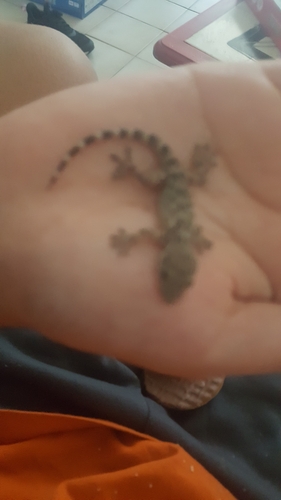 Moorish Gecko