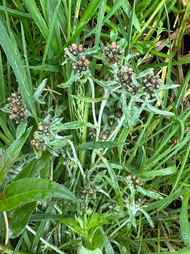 marsh cudweed