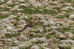 Charadrius asiaticus