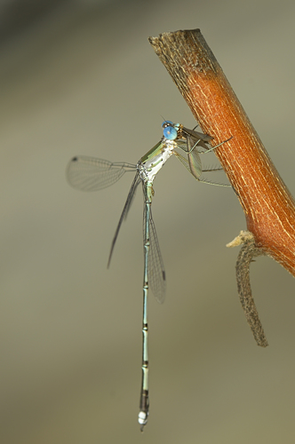 Asian Emerald Spreadwing photo 4