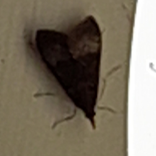 Tree Lucerne Moth