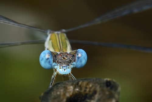 Asian Emerald Spreadwing photo 3