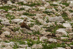 Charadrius asiaticus