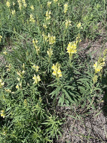 common toadflax