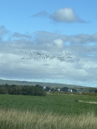 Canada Goose