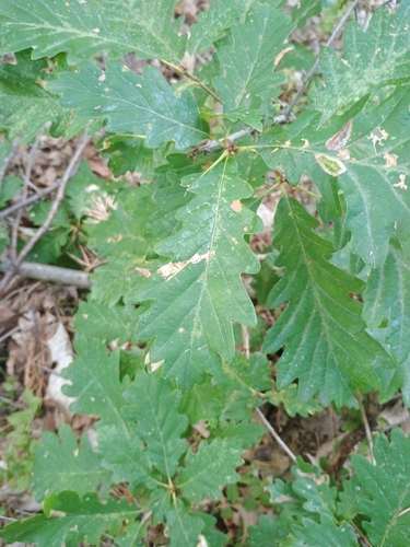 sessile oak