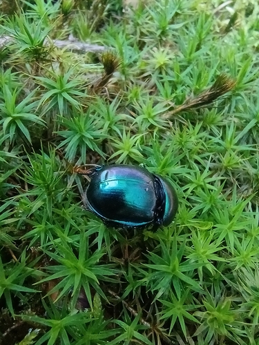 Springtime Dung Beetle