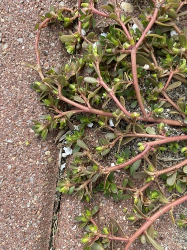 Common Purslane
