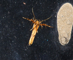 Stathmopoda stimulata