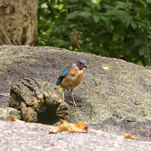 Blue-winged Pitta