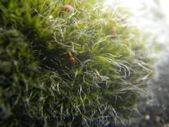 Grimmia orbicularis