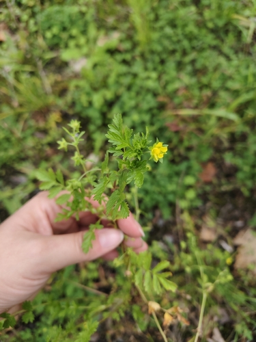 Carpet Cinquefoil