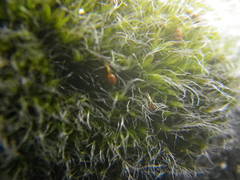 Grimmia orbicularis