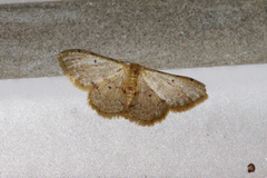 Idaea impexa