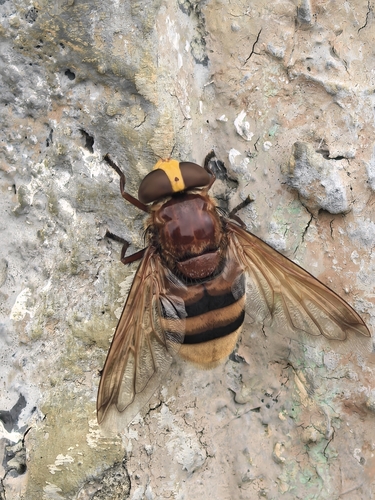 Hornet Mimic Hover Fly