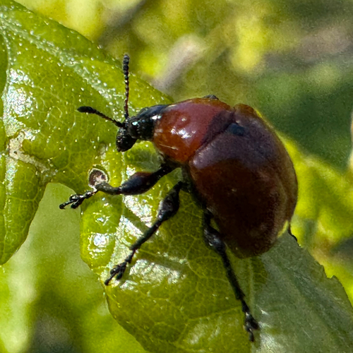 Oak leaf-roller