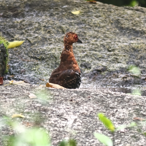 Red-legged Crake