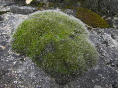 Grimmia orbicularis