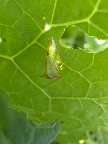 Buffalo Treehopper