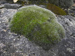 Grimmia orbicularis