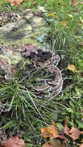 Smoky polypore