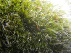 Grimmia orbicularis
