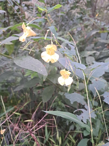 pale jewelweed