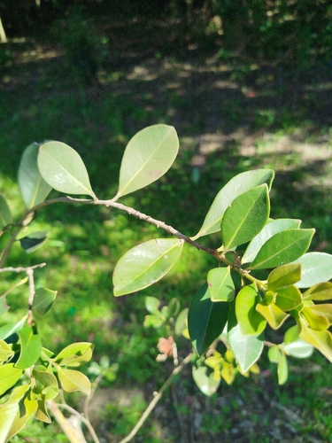 Eugenia uruguayensis
