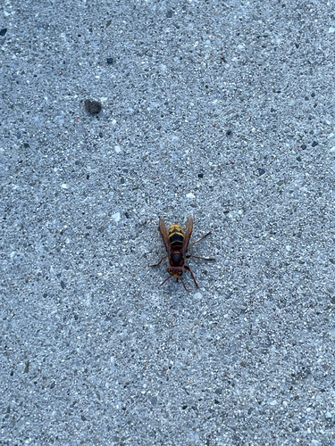 European Hornet