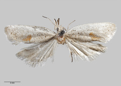 Ericodesma cuneata