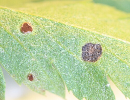 Puccinia tanaceti