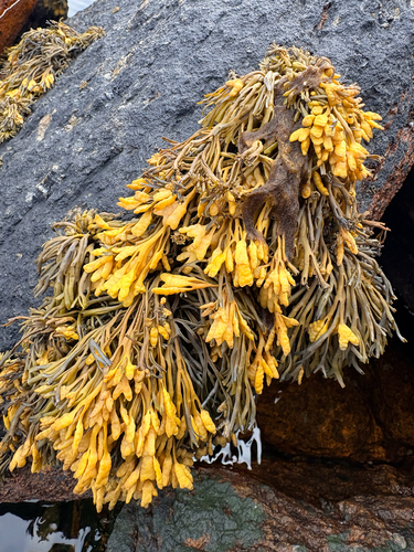 Channelled Wrack