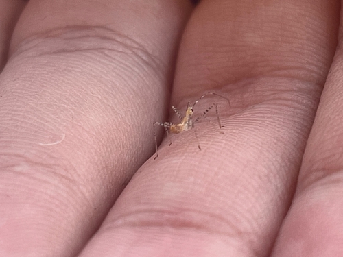 Leafhopper Assassin Bug