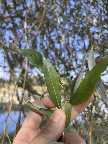 Salix alba, photograph 3