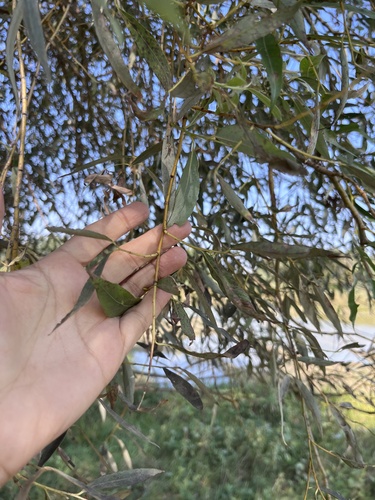 Salix alba, photograph 5