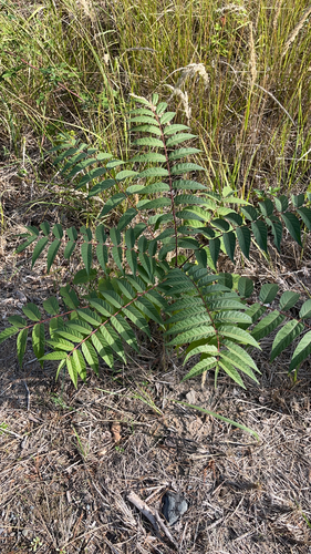 tree-of-heaven
