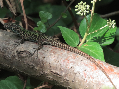 Common Wall Lizard