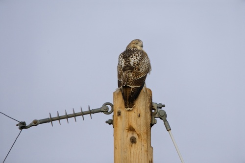 Red-tailed Hawk