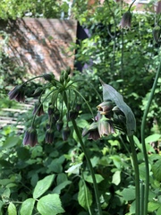 Allium siculum